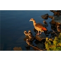 Nilgänse an der Lahn